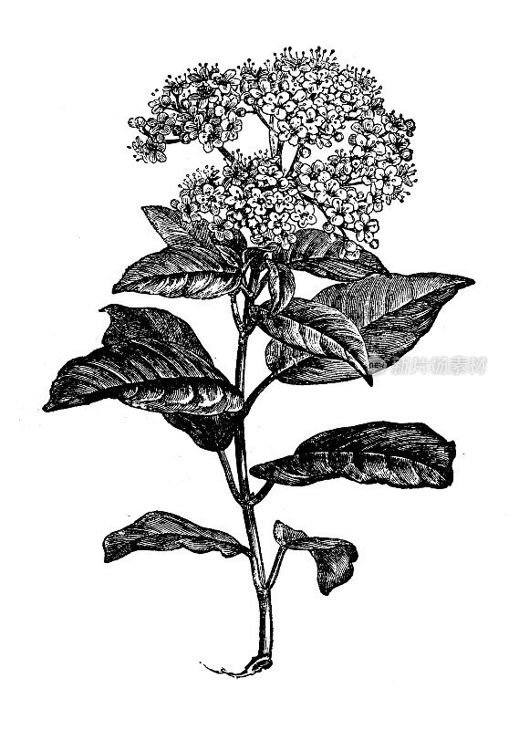 古植物学插图:Viburnum tinus(微温，微温)